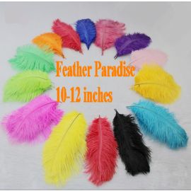 Ostrich Feathers 10-12 inches 1000 Pieces Any colors in the picture