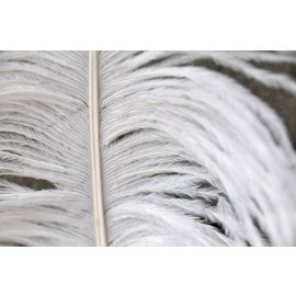 White Ostrich Feathers/Plumes  22-24 inch 5 Pieces 1
