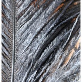 12pcs Black 25-29 inches Ostrich Wing Plume Large South Africa Ostrich Feathers