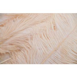 Beige/Champagne Ostrich Feathers 10-12 inch 12 Pieces