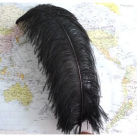 Black Ostrich Feathers Male Wing Plumes Large Ostrich Feathers 24-26 inches 12 Pieces