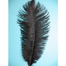 Black Ostrich Feathers 6-8 inch 12 Pieces