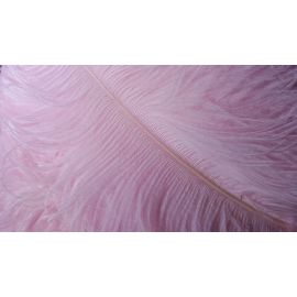 Soft Pink Blush Pink Ostrich FeathersMale Wing Plumes  24-26 inches 12 Pieces