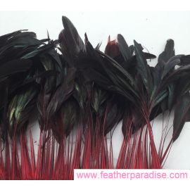 100pcs 6-8 inches Stripped Dyed Coque Rooster Feathers Red (GA, USA)