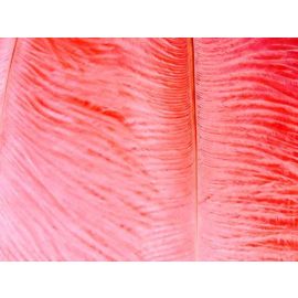 Coral/ Peach Ostrich Feathers Plumes 14-16 inch 50 Pieces