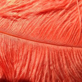Coral/Peach  Ostrich Feathers Plumes 16-18 inches 12 Pieces