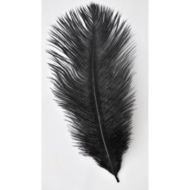 Black Ostrich Feathers 10-12 inch 12 Pieces