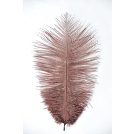Chocolate Brown Ostrich Feathers/plumes 22-24 inch 50 Pieces