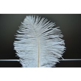 White Ostrich Feathers 6-8 inch 100 Pieces