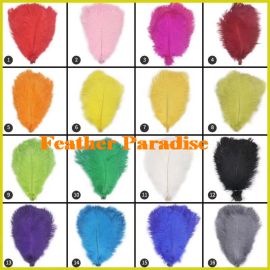 Ostrich Feathers-14-16 inches 5 Pieces Any color in the picture