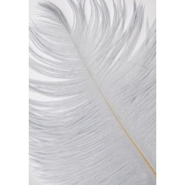 Gray Ostrich Feathers Plumes 16-18 inch 50 Pieces