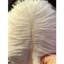 Wholesale!!!  Ivory Ostrich Feathers 8-10 inch 1000 Pieces