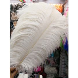 Ivory Ostrich Feathers//Wings/Plumes/Horse Ostrich Feathers 22-24 inch 5 Pieces