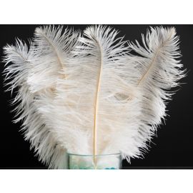 Ivory Ostrich Feathers 18-20 inch 50 Pieces
