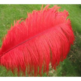 Red Ostrich Feathers Male Wing Plumes 26-28 inches 12 Pieces