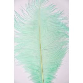 Mint Green Ostrich Feathers 10-12  inch 12 Pieces