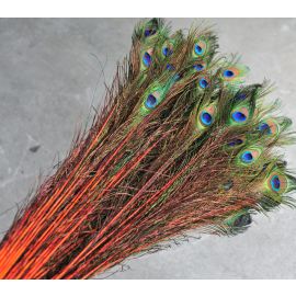 Dyed Peacock Eye Feathers 40-45" 12 Pieces - Orange
