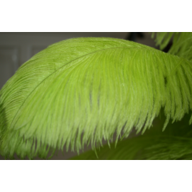 Lime Green Ostrich Feathers/Plumes 16-18 inch 5 Pieces