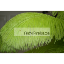 Lime Green Ostrich Feathers/Plumes 22-24 inch 5 Pieces
