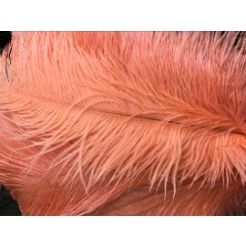 Peach Ostrich Feathers 10-12 inch 12 Pieces