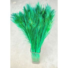 Bleached and Dyed Peacock Eye Feathers 30-35" 12 Pieces - Green