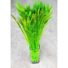 Bleached and Dyed Peacock Eye Feathers 30-35" 12 Pieces - Lime Green