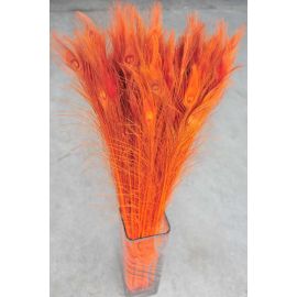 Bleached and Dyed Peacock Eye Feathers 30-35" 12 Pieces - Orange