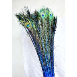 Dyed Peacock Eye Feathers 40-45" 12 Pieces - Royal Blue