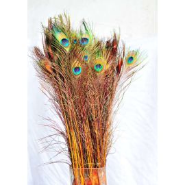 Dyed Peacock Eye Feathers 30-35" 12 Pieces - Gold