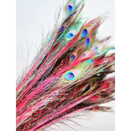 Dyed Peacock Eye Feathers 40-45" 12 Pieces - Hot Pink