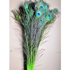 Dyed Peacock Eye Feathers 30-35" 12 Pieces - Lime Green