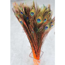 Dyed Peacock Eye Feathers 30-35" 12 Pieces - Orange