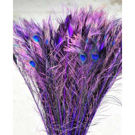 Dyed Peacock Eye Feathers 40-45" 12 Pieces - Purple