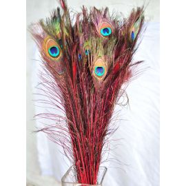 Dyed Peacock Eye Feathers 30-35" 12 Pieces - Red