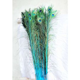 Dyed Peacock Eye Feathers 40-45" 12 Pieces - Turquoise