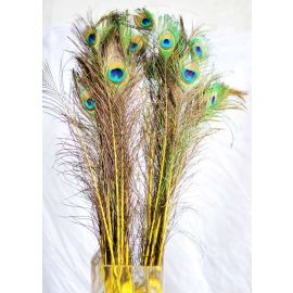 Dyed Peacock Eye Feathers 30-35" 12 Pieces - Yellow