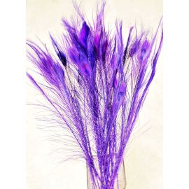 Bleached and Dyed Peacock Eye Feathers 30-35" 12 Pieces - Purple