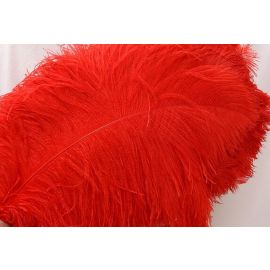 Red Ostrich Plume 14-16 inch 12 Pieces