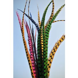 Pheasant Feather Ringneck  Side Tail 6-8" Orange 12 Pieces