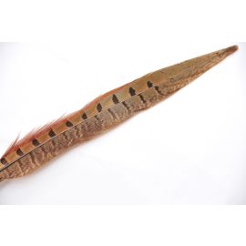Ringneck  Pheasant Tail 18-20" Natural 12 Pieces