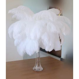 White Ostrich Feathers/Plumes  22-24 inch 12 Pieces