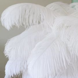 White Ostrich Feathers/Plumes 18-20 inch 50 Pieces