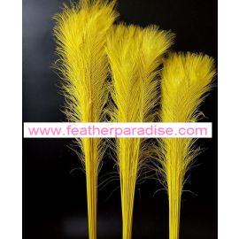 Bleached and Dyed Peacock Eye Feathers 40-45 inches 12 Pieces - Yellow